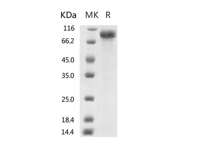 Валидация Elabscience PKSR030516(5828)