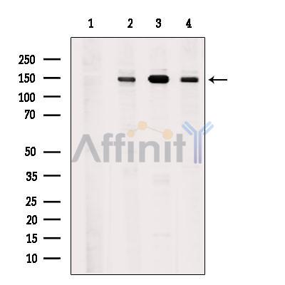 Валидация Affinity AF7951 - 4708