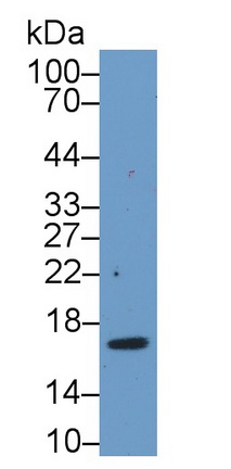 20473