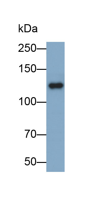 33095
