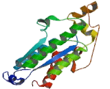 3"-Phosphoadenosine 5"-Phosphosulfate Synthase 2 (PAPSS2)