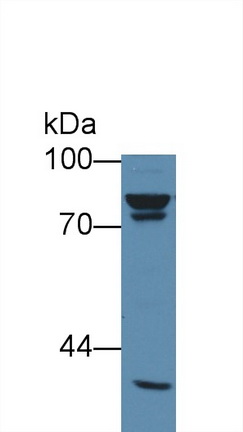60989
