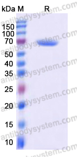 EHD75501, SDS-PAGE
