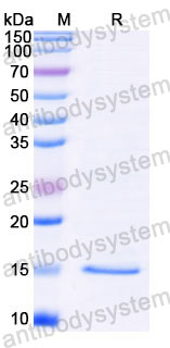 Валидация SDS-PAGE - AntibodySystem RXX00401