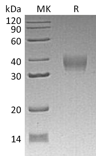 Валидация Elabscience PKSM041309(5205)
