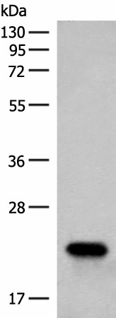 Валидация Elabscience E-AB-52707
