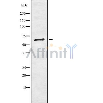 Валидация Affinity DF9888 - 22841