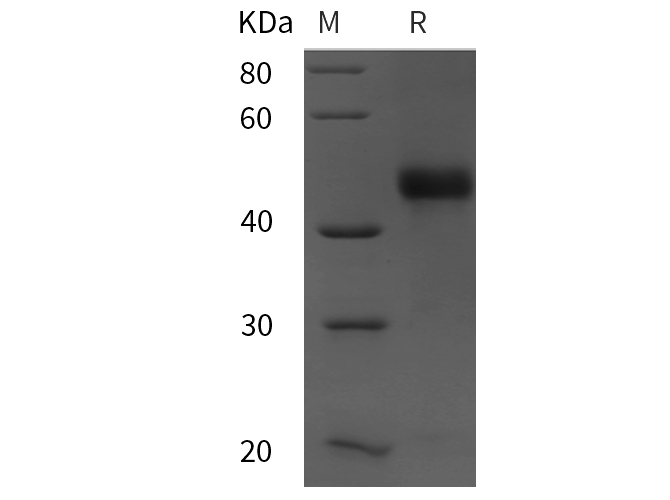 Валидация Elabscience PDEM100260(592)