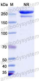 Валидация SDS-PAGE - AntibodySystem DHD30407