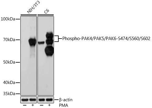 AP1049, вестерн-блоттинг, лизаты клеток NIH/3T3 и C6 (24836)