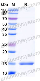 Валидация SDS-PAGE - AntibodySystem RHC13903