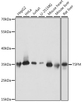 A16094, вестерн-блоттинг, различные лизаты (12262)