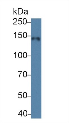 12675