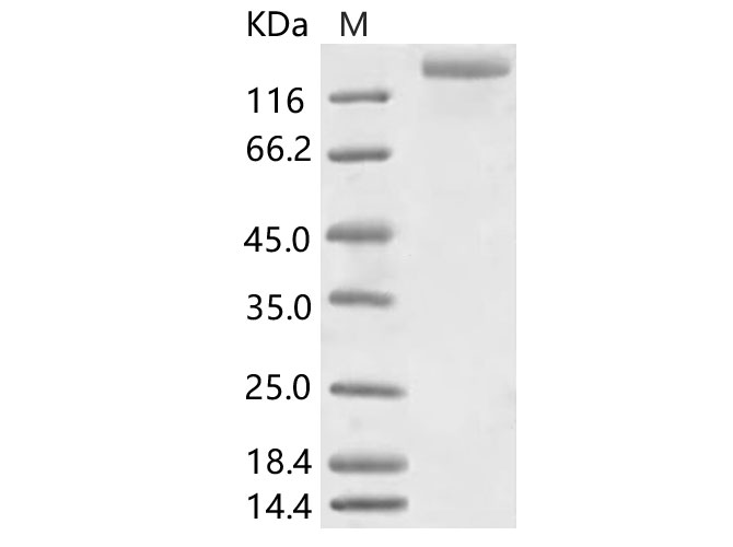Валидация Elabscience PKSV030111(5889)