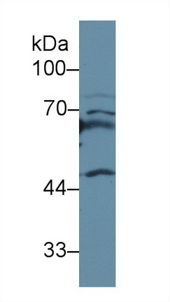 12334