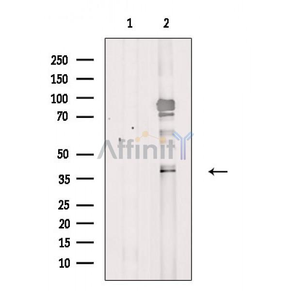 Валидация Affinity DF2733 - 13463