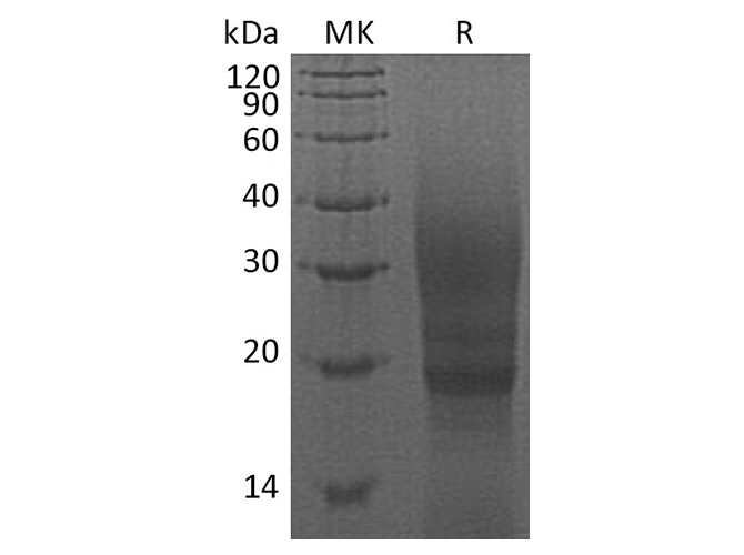 Валидация Elabscience PKSQ050093(5461)