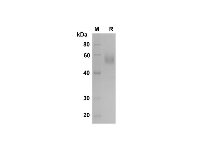 Валидация Elabscience PDMM100158(1118)