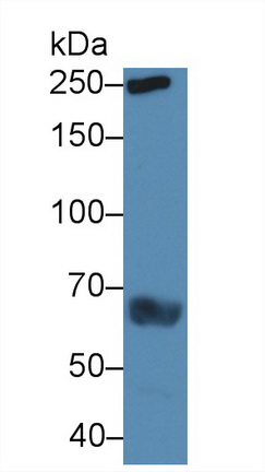 13945
