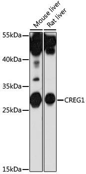 Валидация Elabscience E-AB-91417