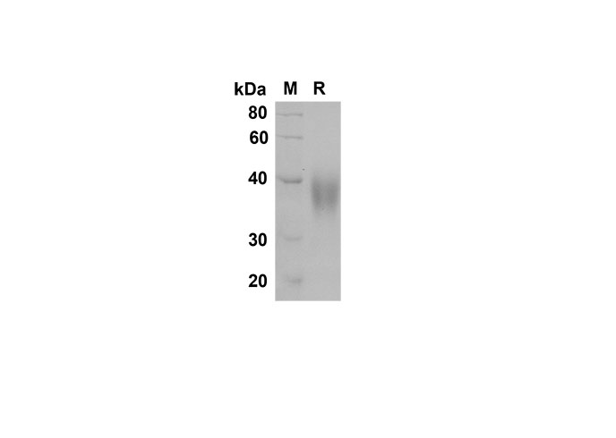 Валидация Elabscience PDMR100064(1197)