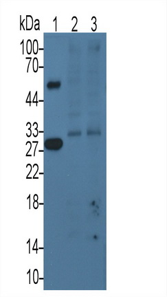 24979