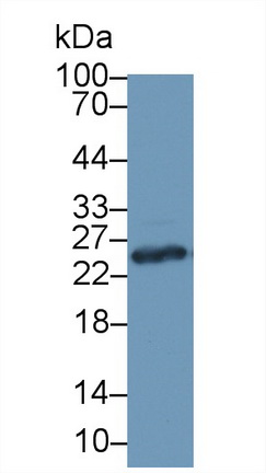 13453