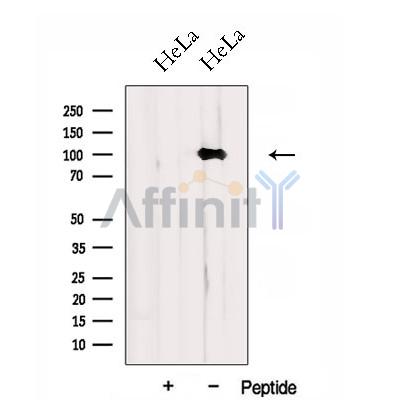 Валидация Affinity DF12953 - 7718