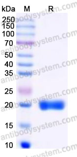 EHE95201, SDS-PAGE
