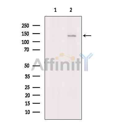 Валидация Affinity AF6085 - 3289