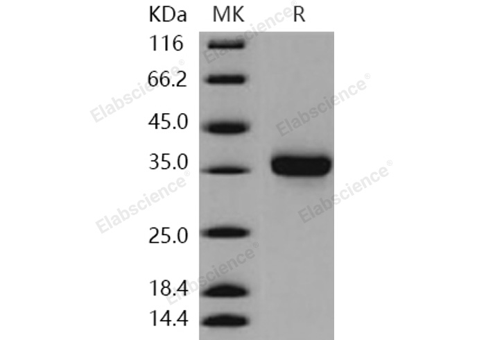 Валидация Elabscience PKSH030307(1249)