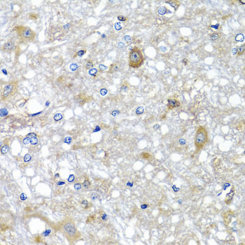 Валидация Elabscience E-AB-62733
