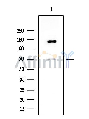 Валидация Affinity DF9162 - 21520