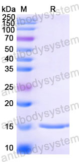 Валидация SDS-PAGE - AntibodySystem RVV09002