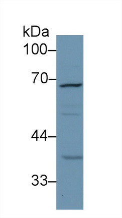 13125