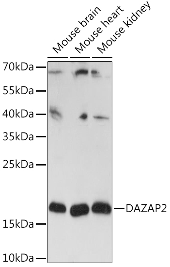 Валидация Elabscience E-AB-90775