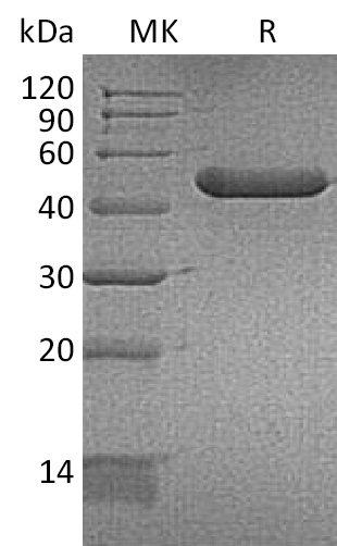 Валидация Elabscience PKSM041348(5242)