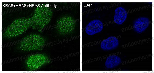 Валидация IF - AntibodySystem RHB90902