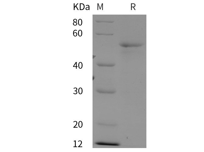 Валидация Elabscience PDEH100968(382)