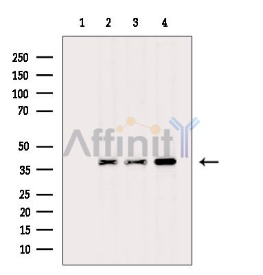 Валидация Affinity DF15422 - 11754