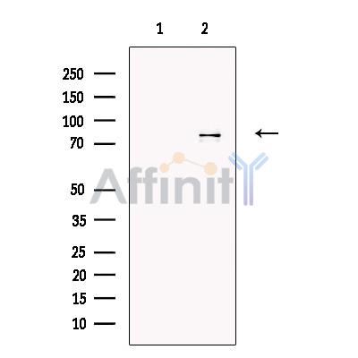 Валидация Affinity DF13494 - 8874