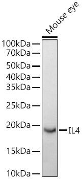 Валидация Elabscience E-AB-93120