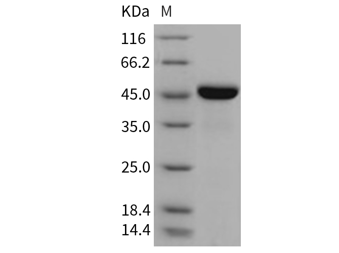 Валидация Elabscience PKSM040758(4729)