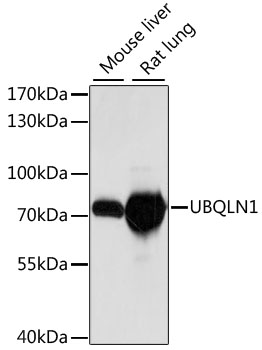 Валидация Elabscience E-AB-65316