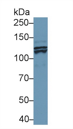 13826