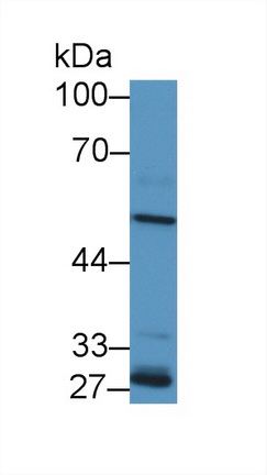 14149