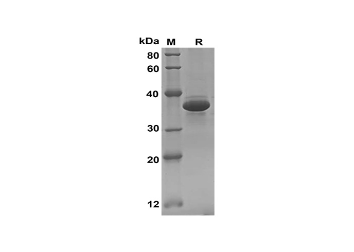 Валидация Elabscience PDEM100177(526)