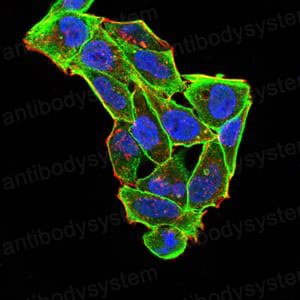 Валидация IF - AntibodySystem RHF45201