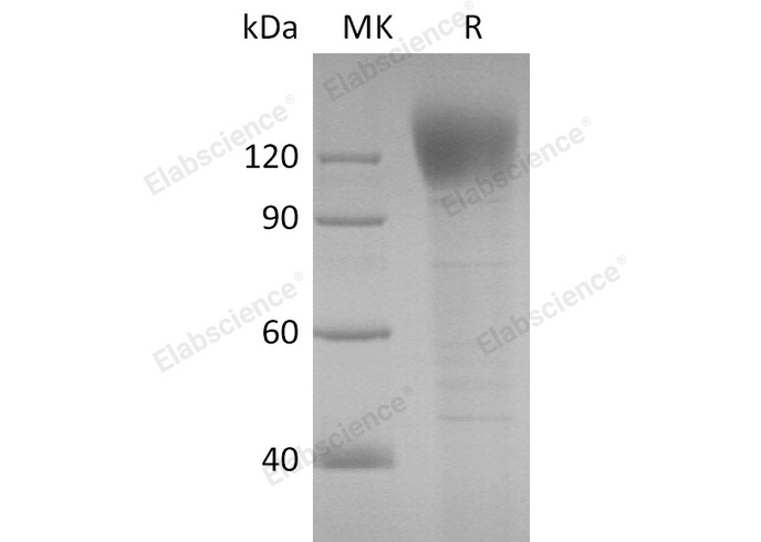 Валидация Elabscience PKSV030278(6045)