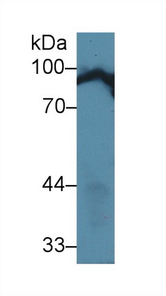 19453